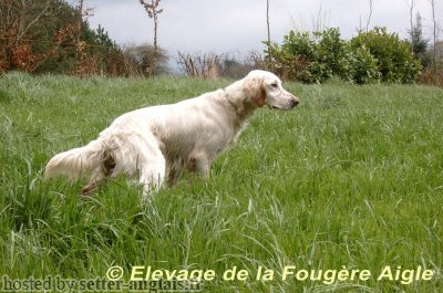 Setter Anglais VOYCE DE LA FOUGERE AIGLE Setter Anglais VOYCE DE LA FOUGERE AIGLE